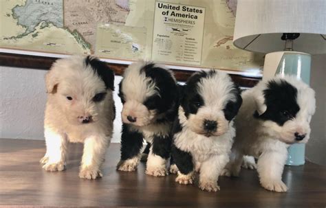 Some sheepdog are timid with strangers. Old English Sheepdog Puppies For Sale Denver Co 267506 ...