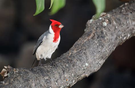 Red Crested Cardinal Honolulu Hawaii Ashley Hockenberry Flickr