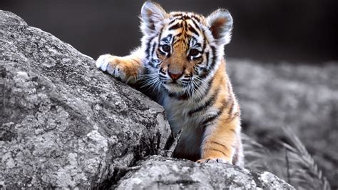 Cute Baby Tiger Full Wallpapers Hd Desktop And Mobile