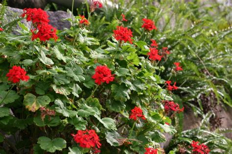 Geranium Care Tips Garden Guides