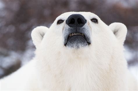White Bears Overbite Sean Crane Photography