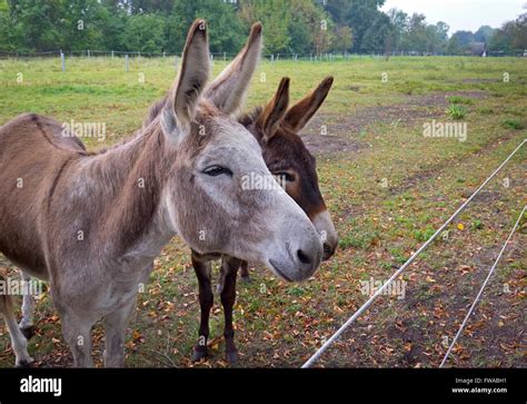 Two Donkeys Standing On The Meadow Stock Photo Alamy