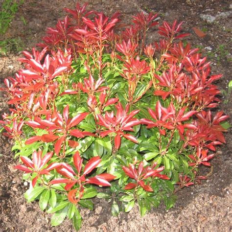 We did not find results for: Mountain Snow™ Pieris | Naturehills.com