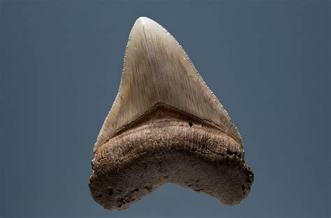 Bonnethead Shark Teeth