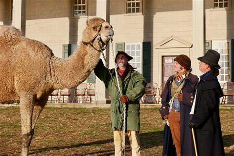 Click here to get an answer to your question what does a camel eat. Aladdin the Camel · George Washington's Mount Vernon
