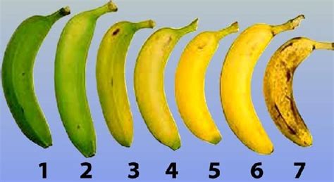 Banana Farming Information Guide