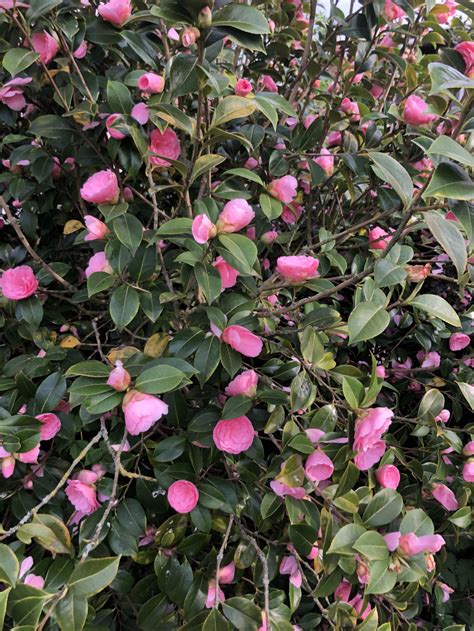 Any Advance On Pink Perfection Camellia — Bbc Gardeners World Magazine