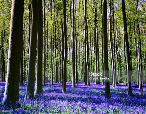 Mekar Bluebells Di Hallerbos Hutan Di Halle Belgia Foto Stok Unduh