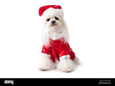 Maltese Dog Wearing Christmas Suit Stock Photo Alamy