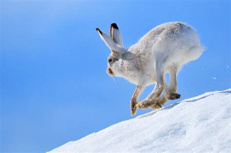 White Rabbit Jumping On Snow During Daytime White Tailed Jackrabbit