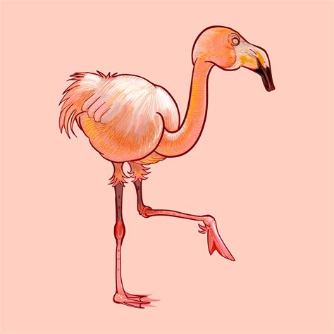 Illustration Of A Cute Pink Flamingo Download Free Vectors Clipart