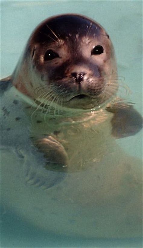 Seal Facts - Animal Facts Encyclopedia