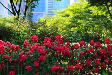 10 Stunning Red Flowering Shrubs Garden Lovers Club
