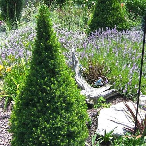 Small Evergreen Shrubs For Landscaping Dwarf Spruce And Lavender Small