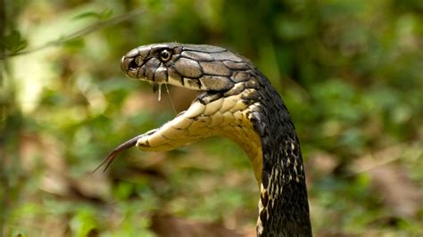 10 Things You Need To Know About The King Cobra Nature Infocus