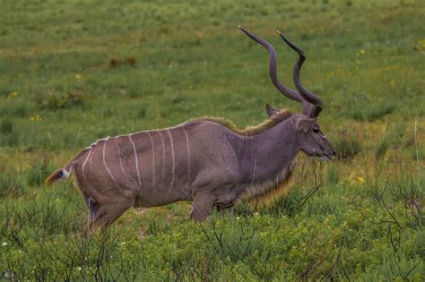 Kudu Hluhluwe Game Reserve