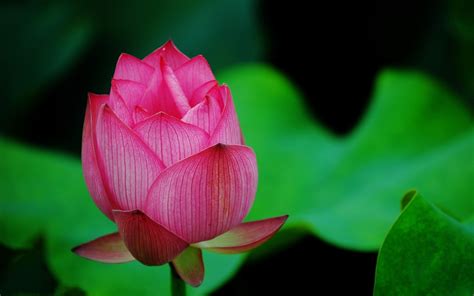 Details Of Lotus Flower Pink Hd Flowers 4k Wallpapers Images Background