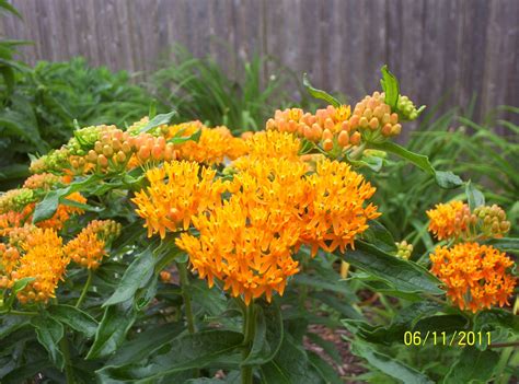 List Of Recommended Deer Resistant Perennials For Northeast