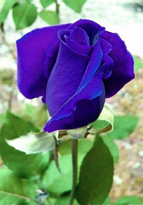 Pin By Kings Paul On The Most Beautiful Purple Rose Beautiful Rose