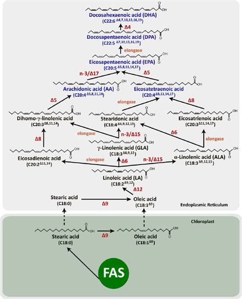 Biosynthetic Pathways Of The Long Chain Polyunsaturated Fatty Acids