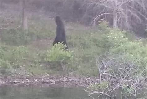Bigfoot In Maine Here Are 14 Eyewitness Sightings Of Sasquatch