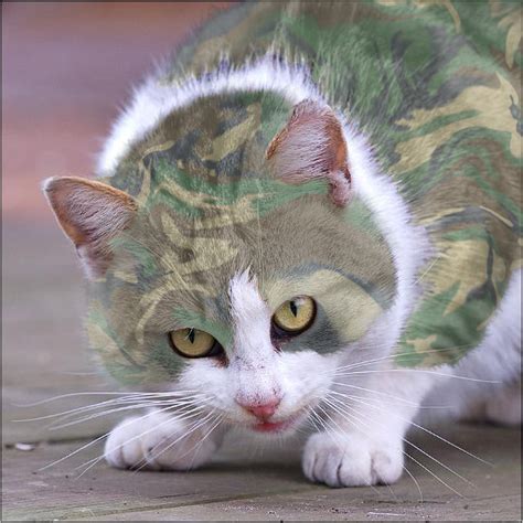Cat In Camouflage By Zebratalent On Deviantart