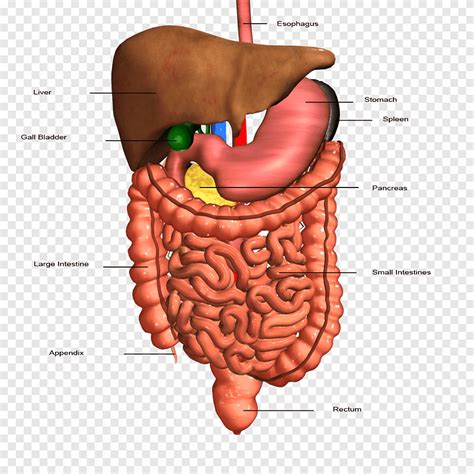 Gastrointestinal Tract Human Digestive System Organ Digestion Human Body Liver Heart Anatomy