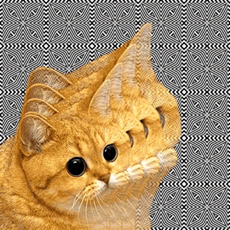 Image 476837 Starecat Grafics Cat Know Your Meme
