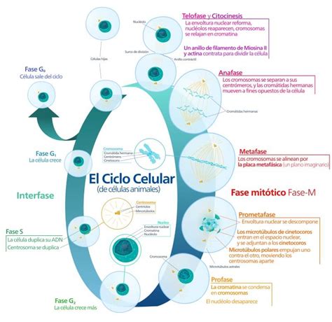 Fases Del Ciclo Celular De La Mitosis Consejos Celulares Porn Sex