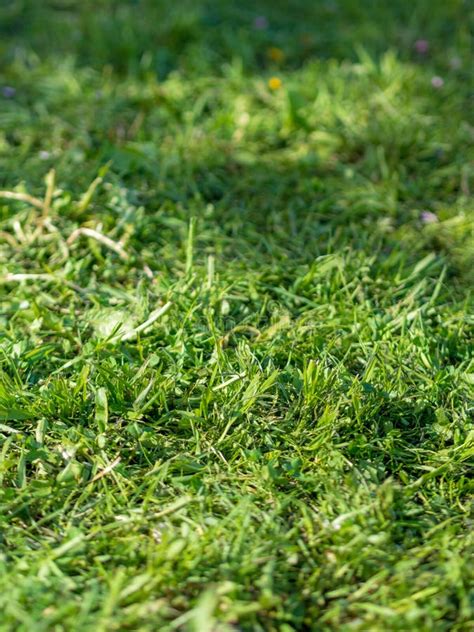 Green Living Natural Grass Background Texture Stock Image Image Of