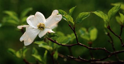 Check spelling or type a new query. dogwood-bloom - North Carolina Pictures - North Carolina ...
