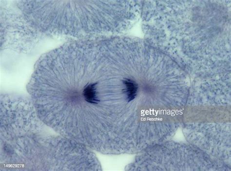 Mitosis Anaphase Photos And Premium High Res Pictures Getty Images