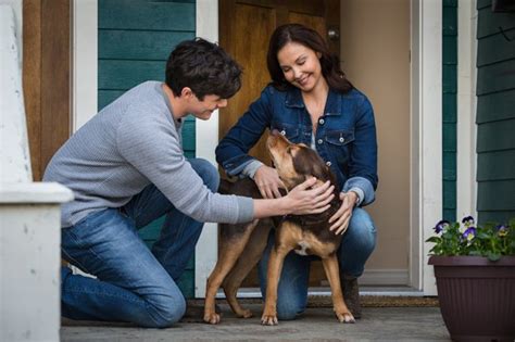 Every single one of these dog movies — from the emotional to the adventurous — proves why we should all watch more flicks featuring furry stars. A Dog's Way Home review - Sunny and sentimental canine ...
