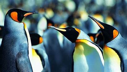 Penguin Wallpapers Penguins Penguine King Birds Move