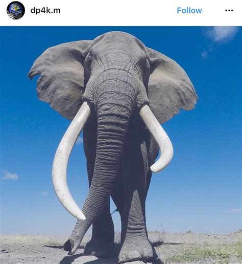 Majestic Elephant Bull Elephant African Bush Elephant