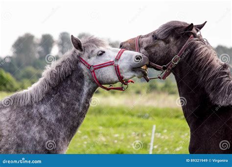 Two Cute Ponys Playfully Fighting Each Other Stock Image Image Of