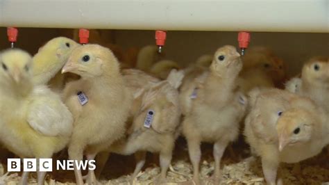 Gene Modified Chickens Lay Medicines Bbc News