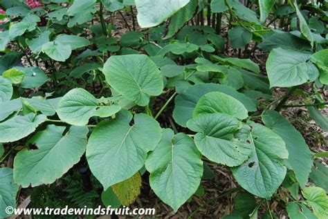 Root Beer Plant Piper Auritum Seeds