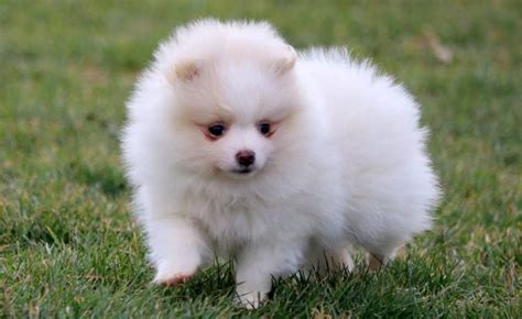 Cheap rate #pomeraniandog with #price i tried to explain the price of pomeranian dog available in india. 壮大 Teacup Pomeranian Boo Dog Price In India - がくめめ