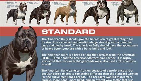 American Bully Breed Classes | Exotic Pocket American bully - Extreme