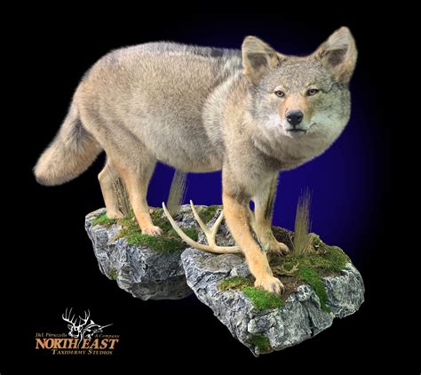 Coyote Mount Mounted Coyote Taxidermy