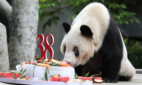 Senior Panda Celebrates Global Times