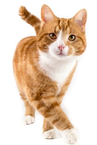 Red Cat Walking Towards Camera Isolated In White Stock Photo And More