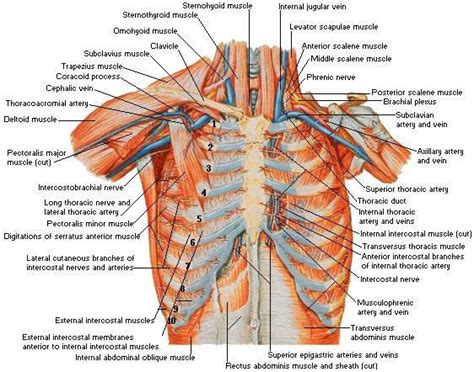 Anatomy Of Chest Wall Male Anterior Thoracic Wall Chest Muscles Sexiz Pix