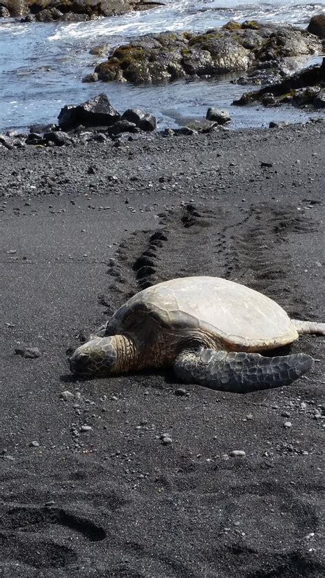Hawaii Sea Turtle Black Sand Beach Black Sand Beach Sea Nature