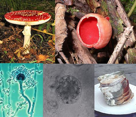 Ciencias Naturales Ceuja 2016 El Reino Fungi Tipos De Hongos
