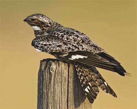 Common Nighthawk Bird Rare Birds Nighthawks