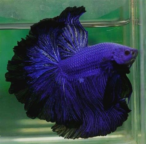 Black Orchid Betta Price Vide Photophp