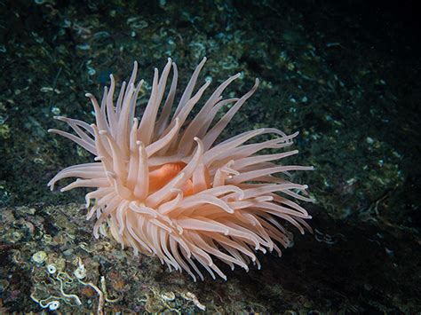 Deeplet Sea Anemone Bolocera Tuediae