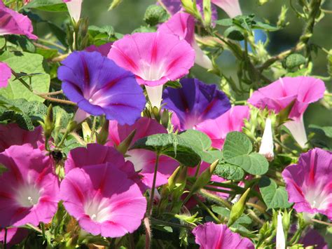 Facts About Flowering Plants | Garden Guides